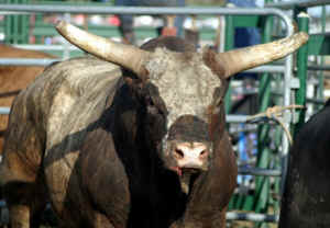 running of bulls pamplona
