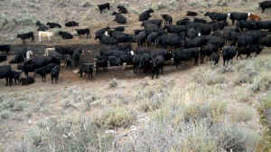 drought livestock wild horses