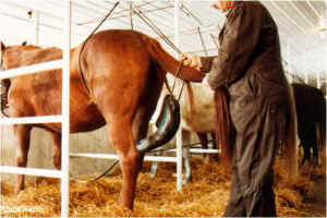 premarin pregnant mare urine