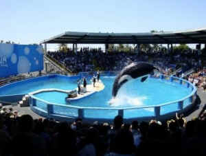 Lolita captive orca seaquarium