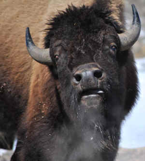 bison buffalo livestock  habitat