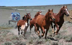wild horse roundup