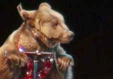 circus suffering TEAPA