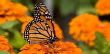 Monarch butterfly releases