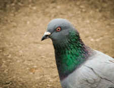 SHARK pigeon shoots