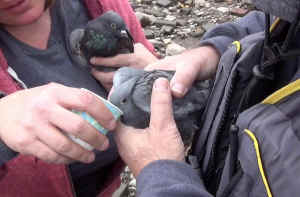 pigeon shoots