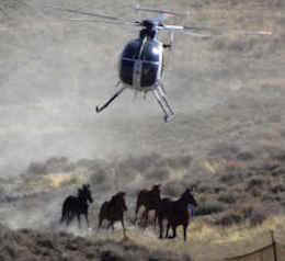 widl horse roundup BLM