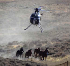wild horse roundup helicopters