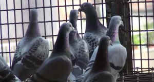 pigeon races