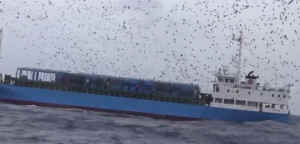 pigeon races