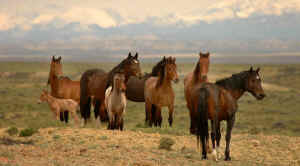 wild horses