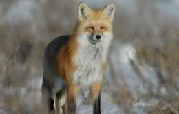 red fox wildlife services
