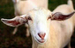 goat antibodies vivisection