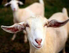 goat vivisection Santa Cruz Biotechnology