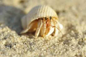hermit crab carnival giveaways