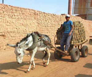 wild burro BLM