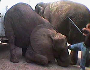 circus elephant cruelty