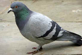 pigeon Avitrol poison