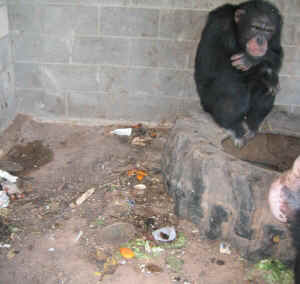 chimp chimpanzee