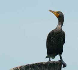 cormorant eating fish