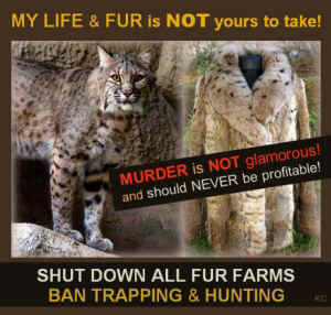 bobcat fur farm