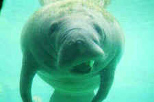 manatee cattle manure