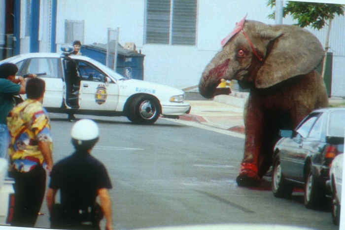 Honolulu circus elephant Tyke