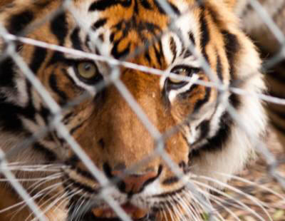 captive wild animals