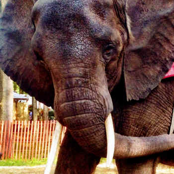 Nosey captive elephant USDA