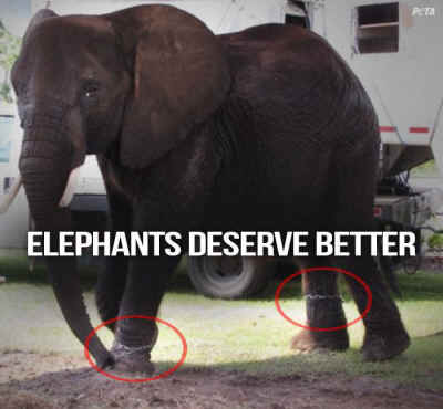 Nosey elephant USDA