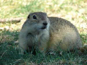 gopher poison