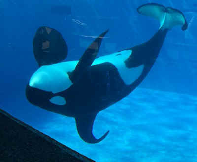 Seaworld orca