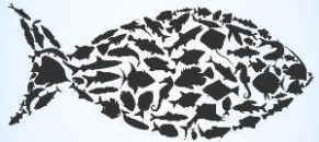fish feel