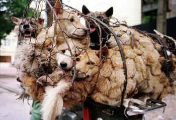 dog meat market