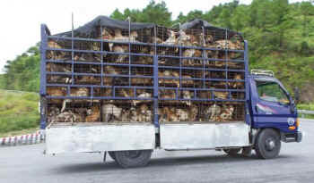 dog meat market