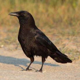 crow