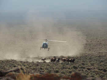 wild horse roundup