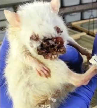 Miss Rat euthanized