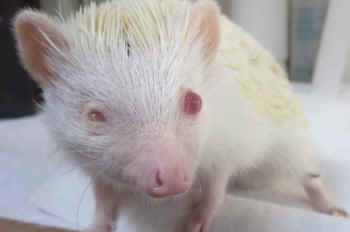Ghost albino hedgehog