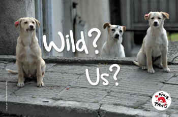 cats dogs not wild animals