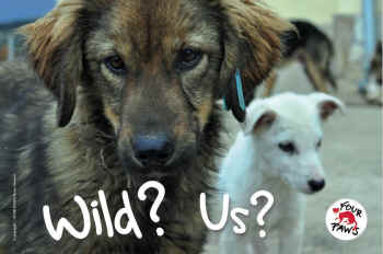 cats dogs not wild animals
