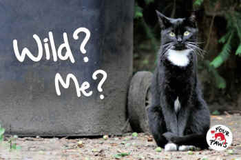 cats dogs not wild animals