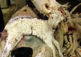 farmed animal vivisection
