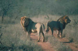 endangered lions