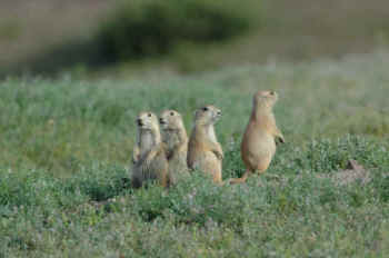 prairie dogs
