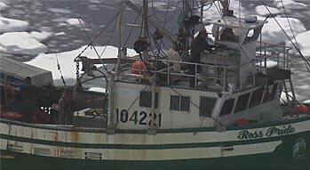 harp seal slaughter