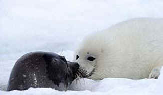 baby seal mother