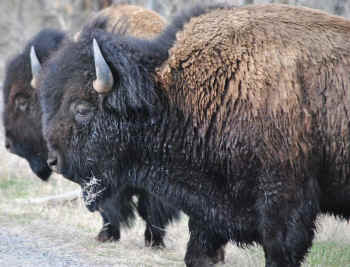 bison and cattle