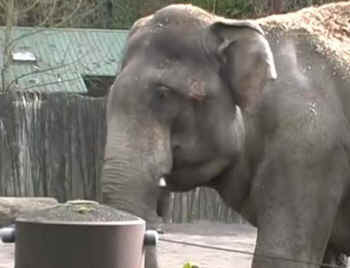 Rama Oregon zoo