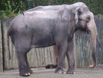 Packy Oregon zoo